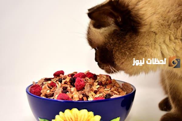 ماذا تأكل القطط من طعام البيت