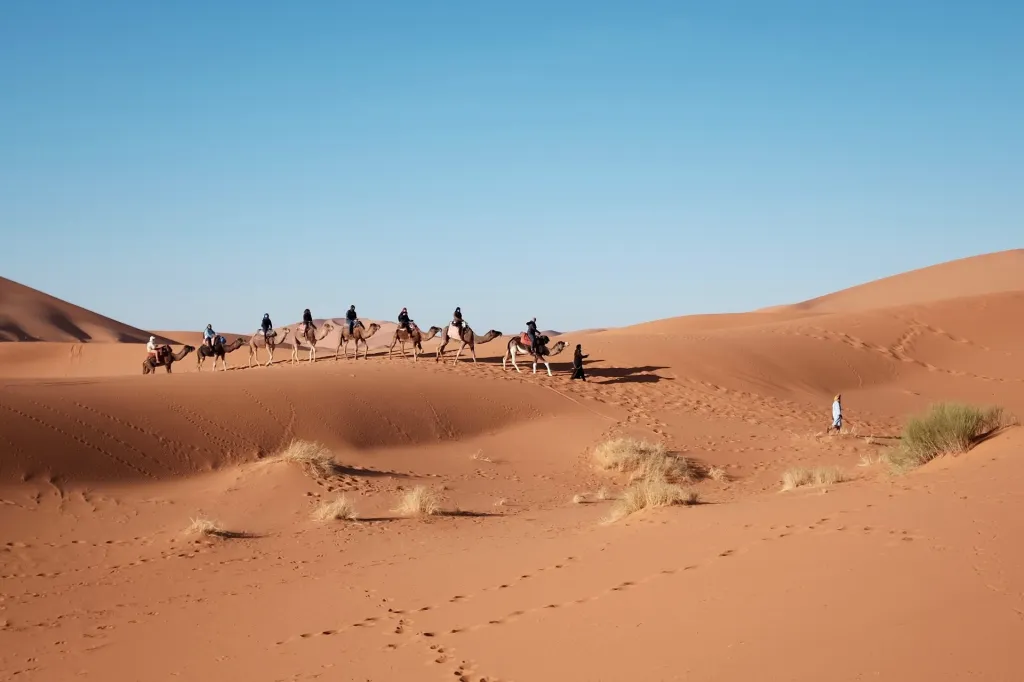 من أي قبيلة العثيم، العثيم وش يرجعون