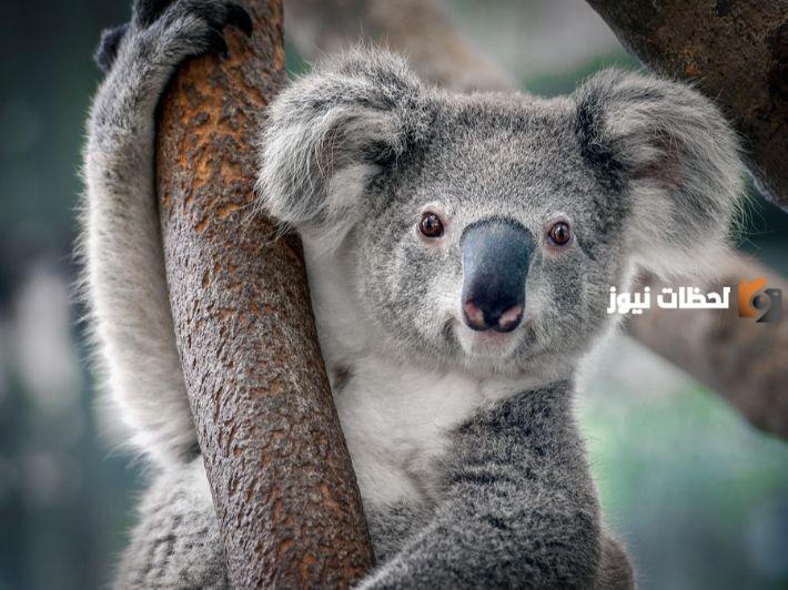من الثدييات التي لها كيس تحمل صغارها فيه