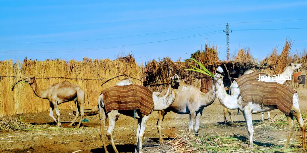 نسب قبيلة العبابدة