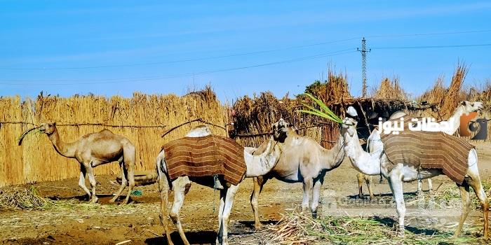 نسب وأصل قبيلة العبابدة في مصر