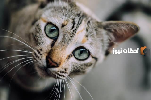 كيفية التخلص من براز القطط على السلم