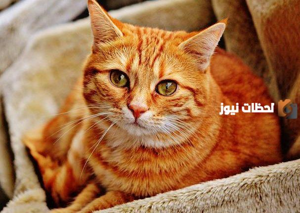 أجدد اسماء قطط ذكور مضحكة