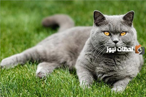 أحلى اسماء قطط اناث أجنبية قصيرة