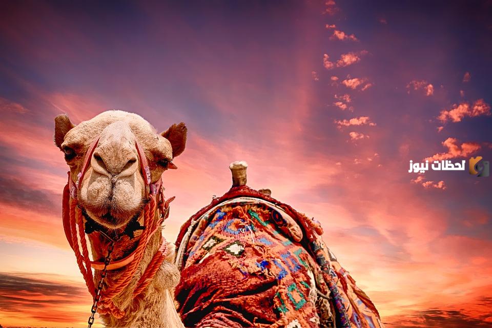 أصل قبيلة العتيق من وين