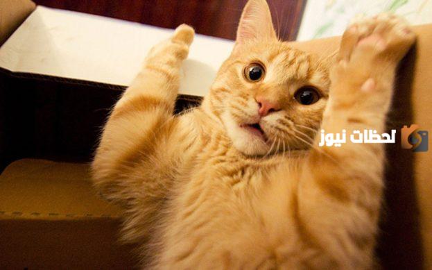 أفضل اسماء قطط اناث سوداء ومعناها