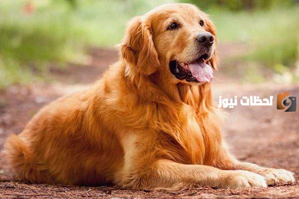 أفضل وأحسن أنواع الكلاب للتربية في المنزل