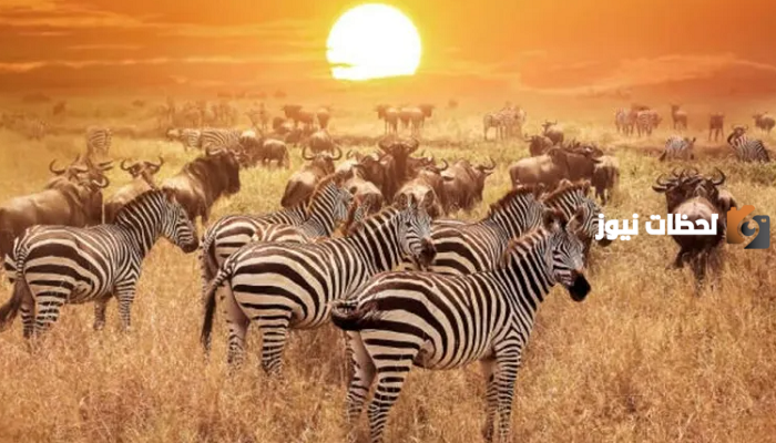 أنشئت المحميات في المملكة بهدف ؟