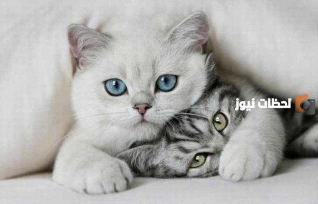 اسماء قطط ذكور رمادية بالإنجليزي