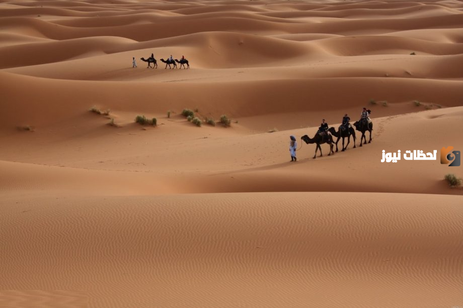 الحكمي من أي قبيلة