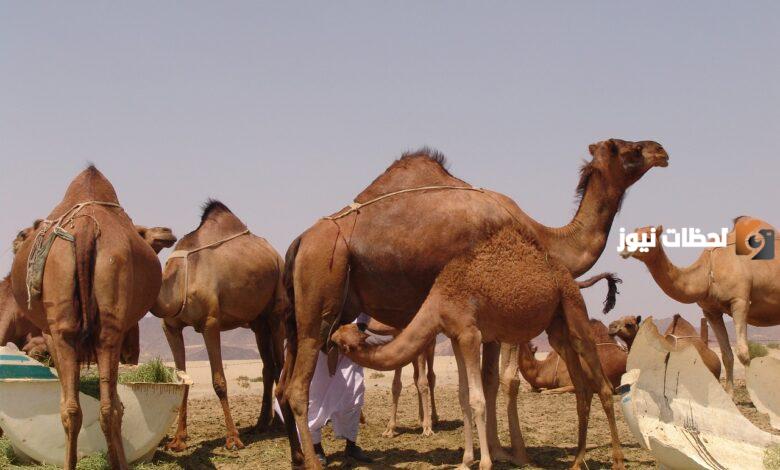 الرشيدي وش يرجع؟