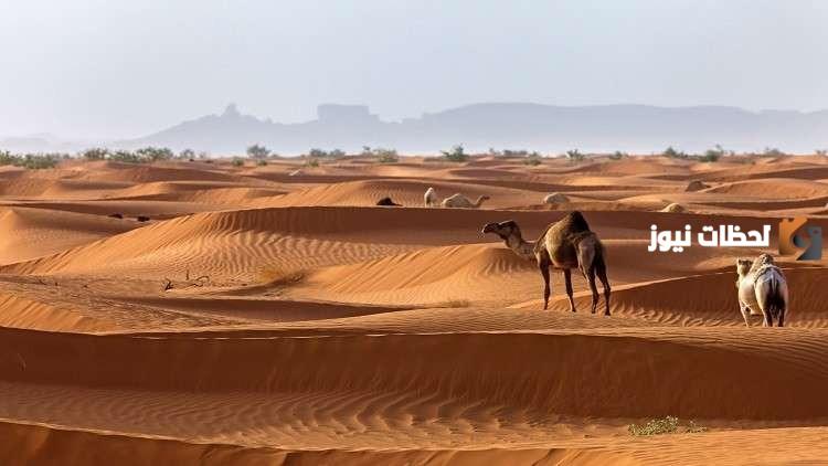 العثمان وش يرجع؟ ما نسب قبيلة العثمان؟