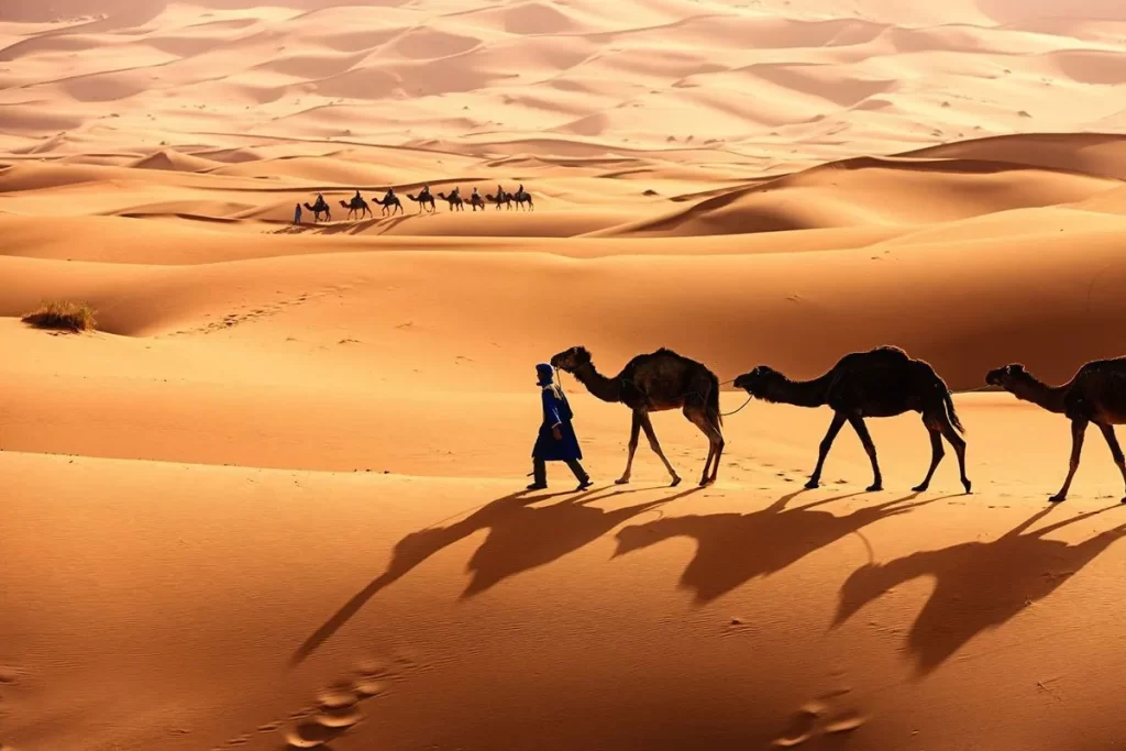 العوفي الحربي وش يرجع