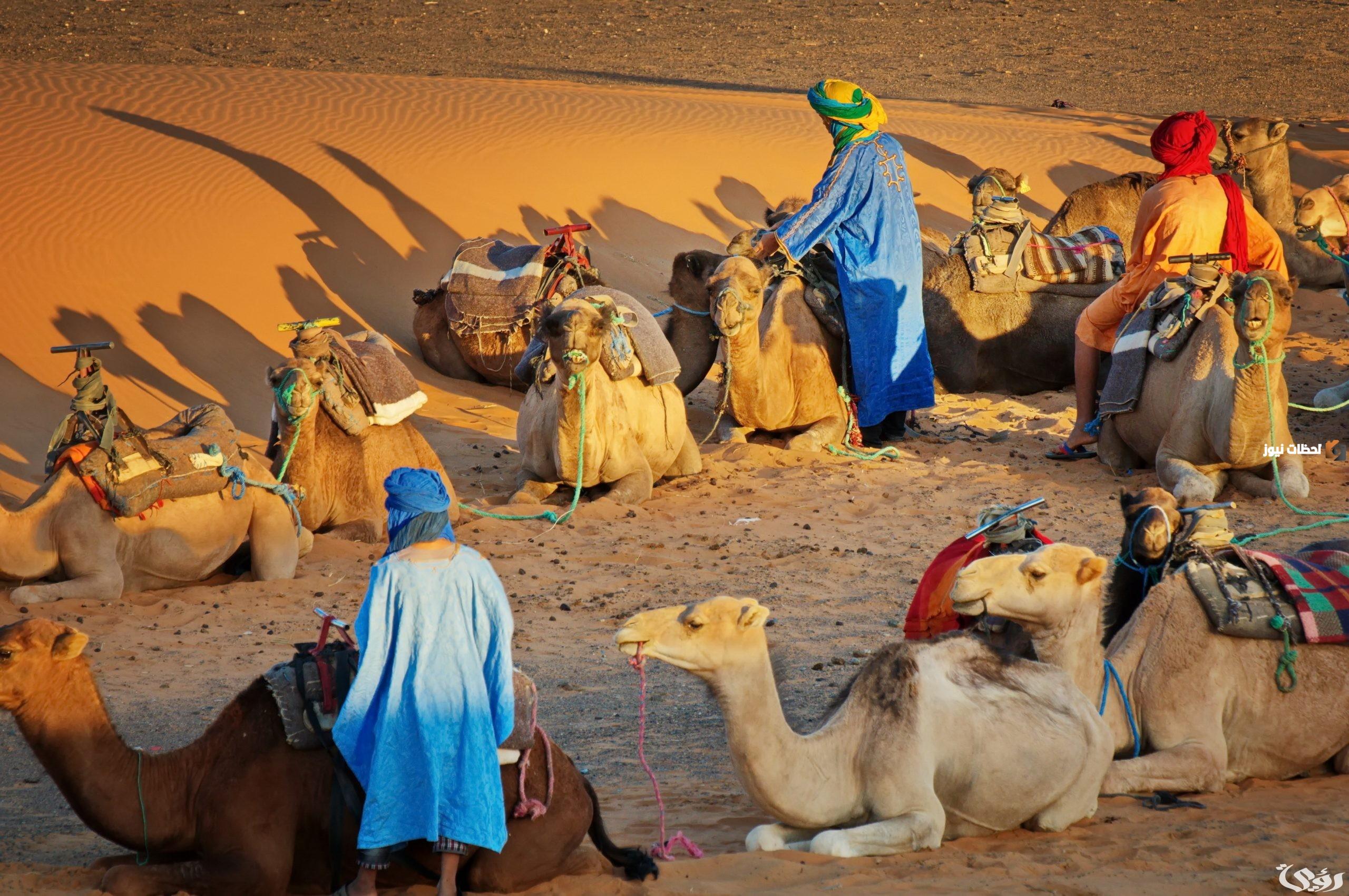 الغويري وش يرجعون الغويري كم فخذ