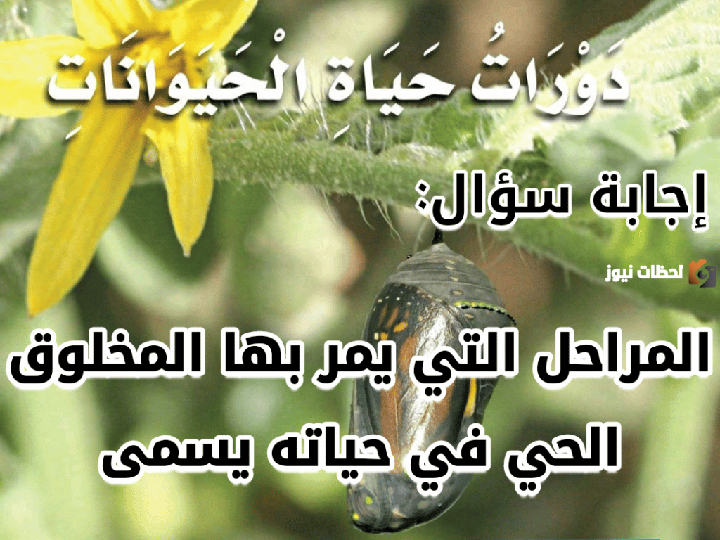 المراحل التي يمر بها المخلوق الحي في حياته