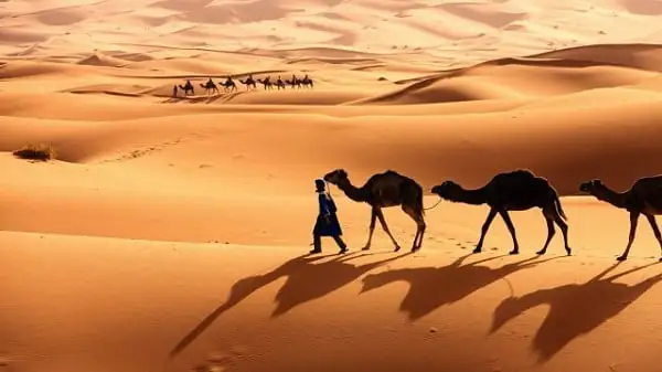 المهيدب وش يرجعون