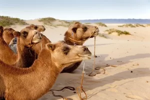 الهزاني وش يرجع