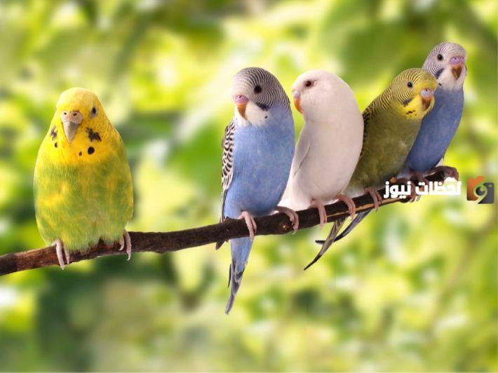 انواع العصافير الاسترالى
