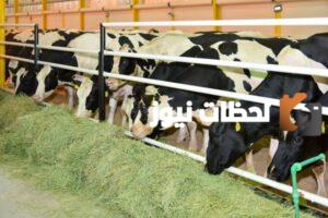 دعم المواشي