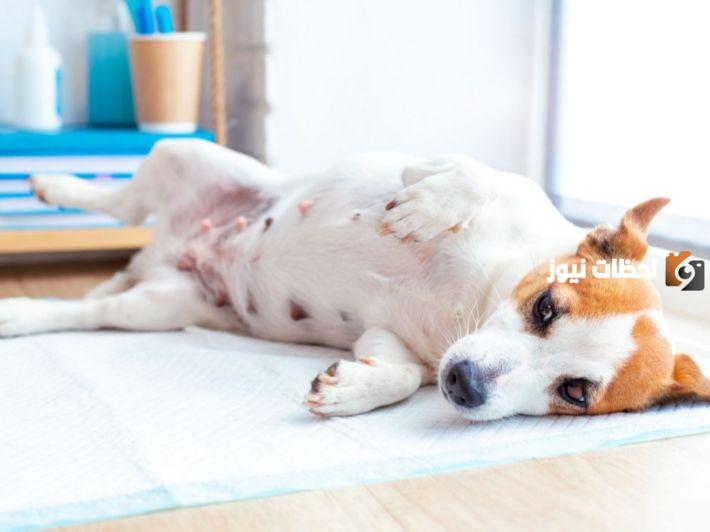 تغذية الكلاب أثناء الحمل وبعد الولادة