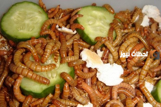 تفسير حلم الدود في الأكل