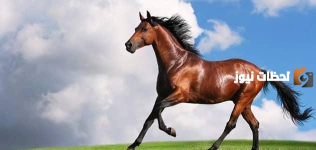 تفسير حلم حصان مجروح في المنام
