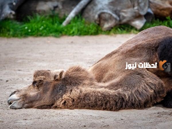 تفسير حلم موت الجمل في المنام