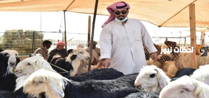 دعم صغار المواشي