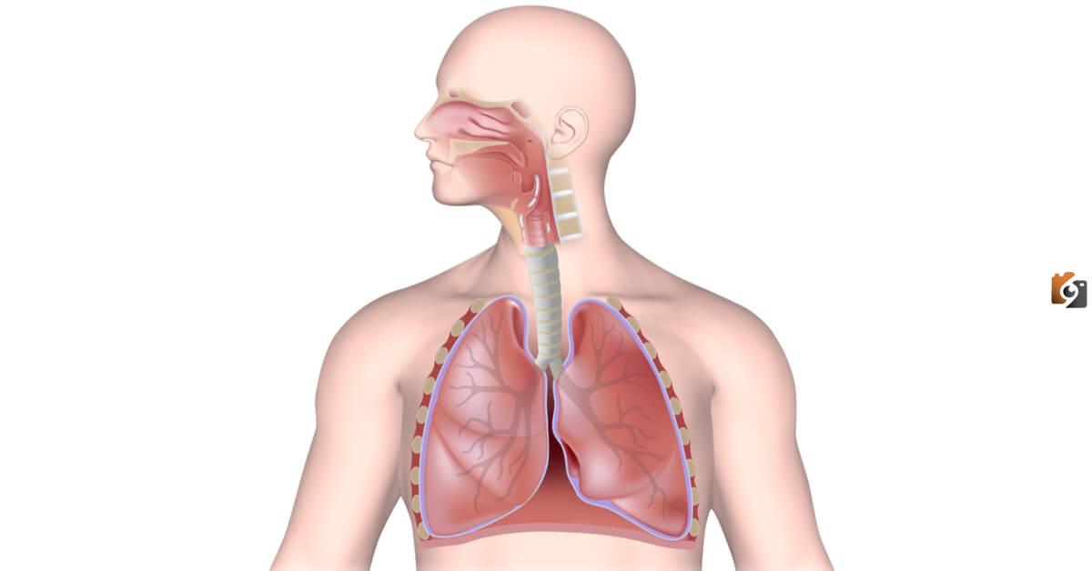 صواب أم خطأ | تسمي عملية طرد الهواء من الرئتين للخارج الشهيق