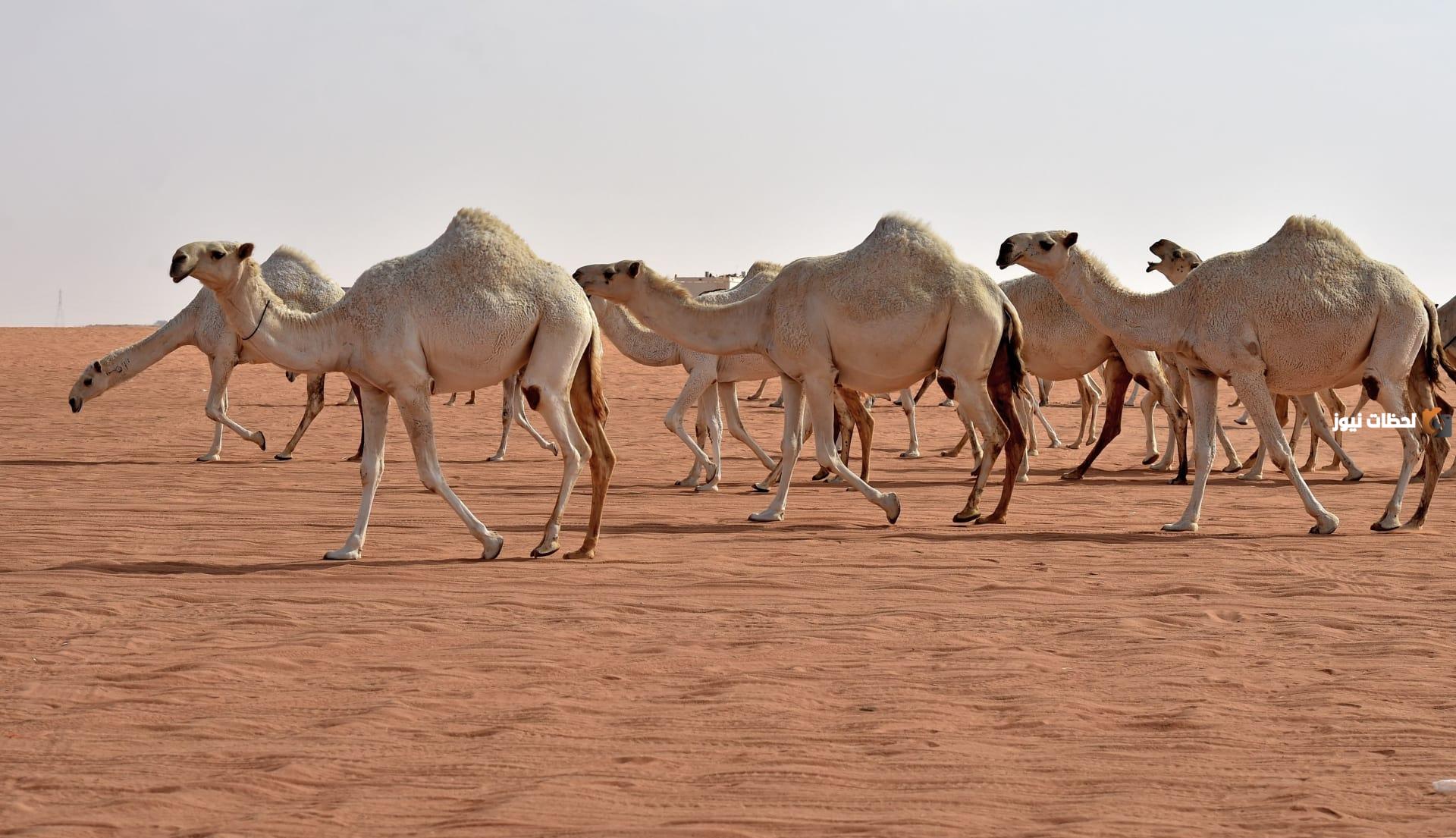 عائلة اللاحم في القصيم وش ترجع عائلة اللاحم في القصيم وش ترجع