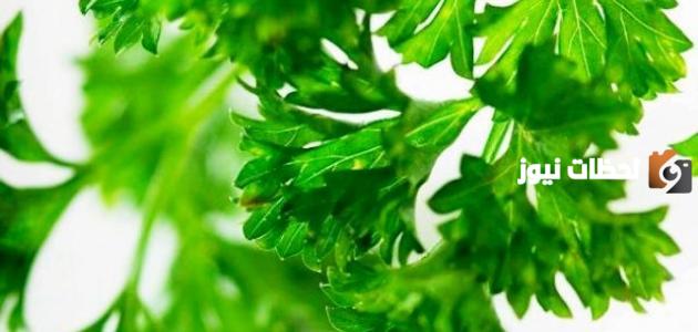 فوائد البقدونس للأملاح