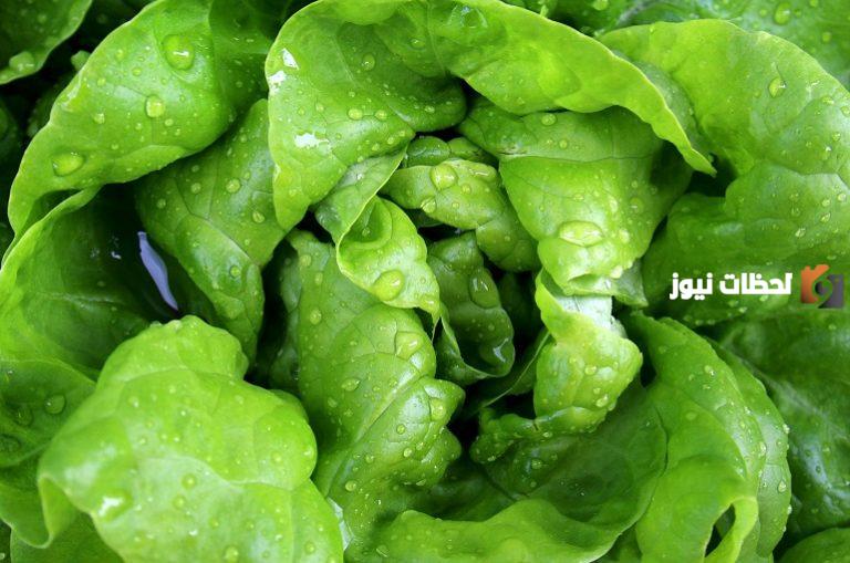 فوائد الخس للرجيم قبل النوم