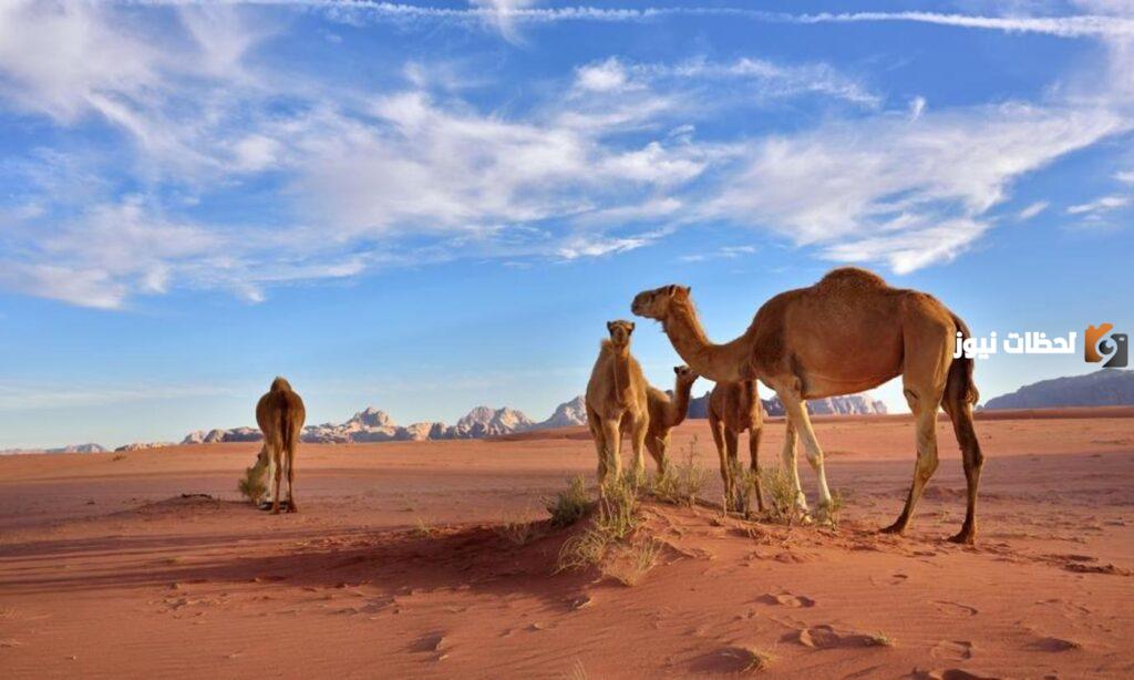 قبيلة الرشيدي هل هم صلب