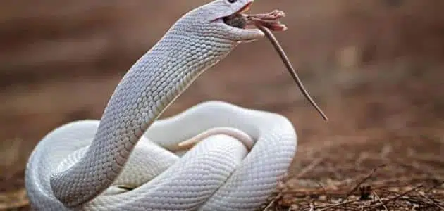 ما تفسير الخوف من الأفعى في المنام للمتزوجة؟