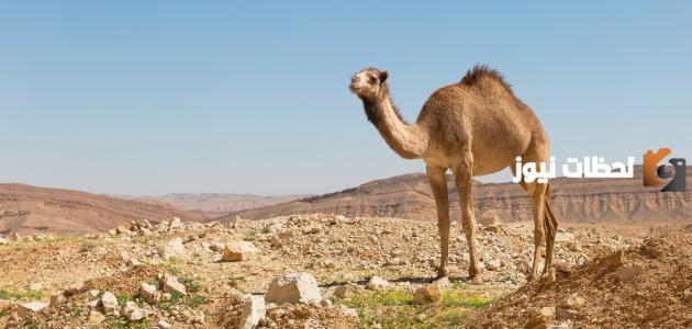 ما تفسير حلم الجمل الأبيض في المنام؟