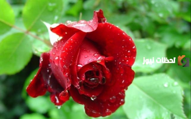 ما تفسير حلم رؤية ورد في السماء؟