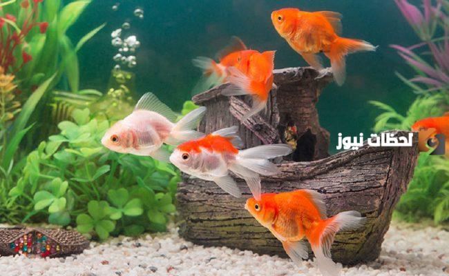 ما تفسير رؤية موت سمك الزينة في المنام؟
