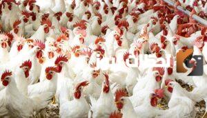 ما هي اسباب ارتفاع اسعار الدواجن في العالم