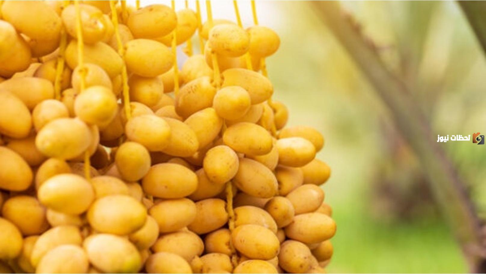 ما هي فوائد البلح الأصفر؟ وما هي أضراره؟