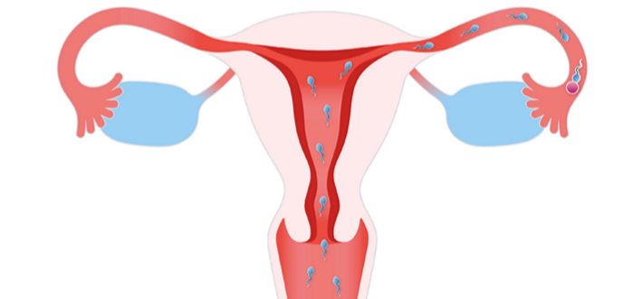ماذا يعني ماء انفجار البويضة؟