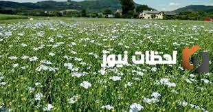 متى موسم الفل في جازان