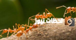 نكت نمله لابسه كعب ليه