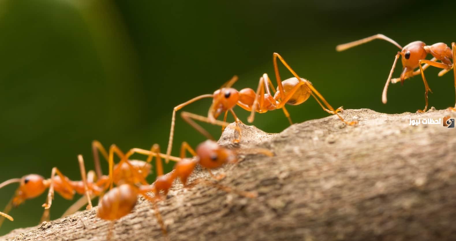 نكت نمله لابسه كعب ليه