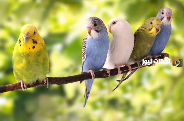 أجمل انواع العصافير الاسترالى