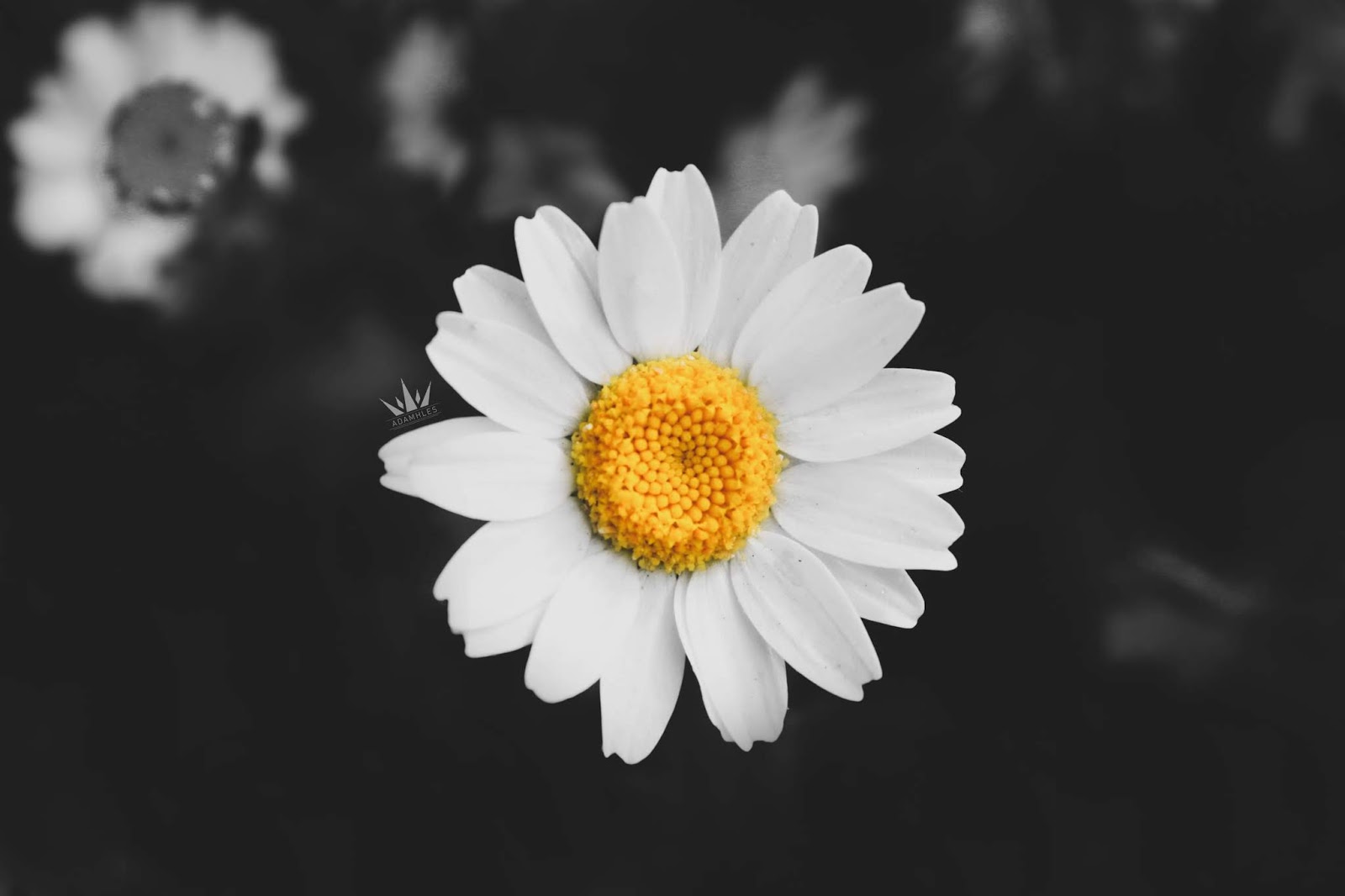 أجمل خلفيات ورد طبيعي تويتر