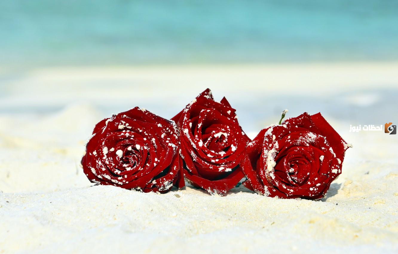 أجمل خلفيات ورد طبيعي روعة