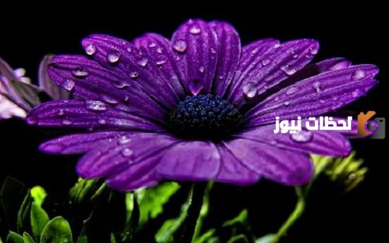اجمل ما قيل عن زهرة النرجس البنفسجية