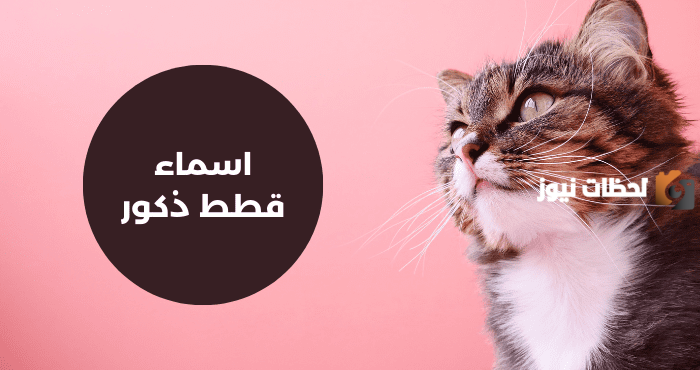 اسماء قطط ذكور عربية
