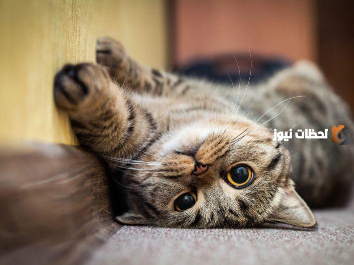 اسماء قطط ذكور مضحكة