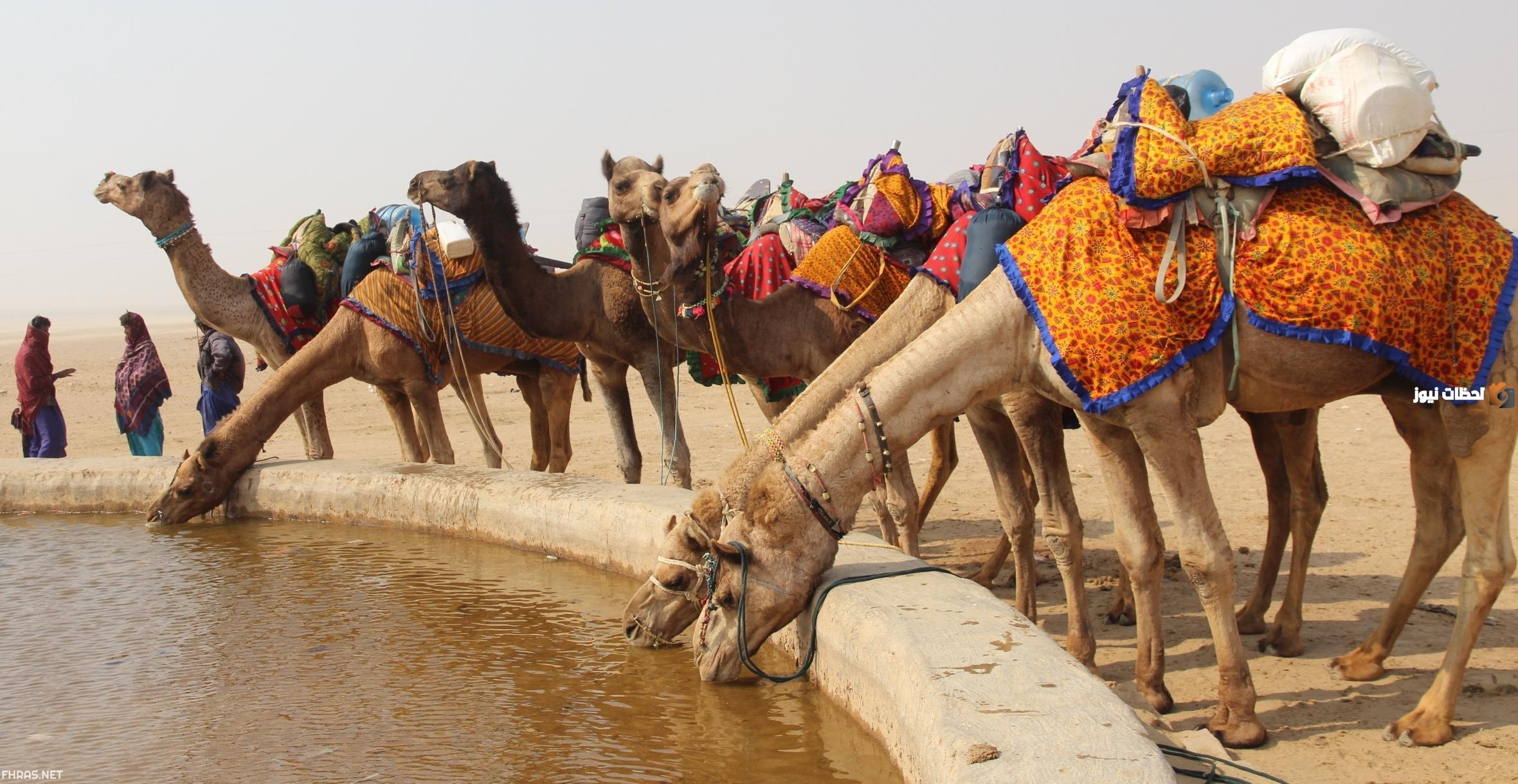 العساف وش يرجعون وأين يستقرون الآن العساف وش يرجعون وأين يستقرون الآن